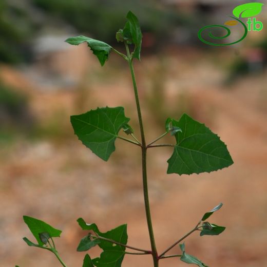 Chenopodium-Sirken