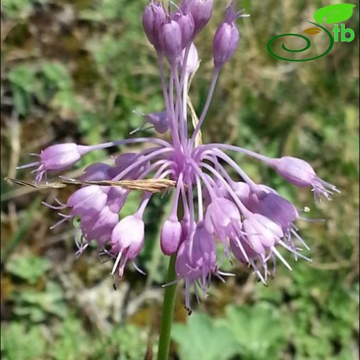 Allium balansae