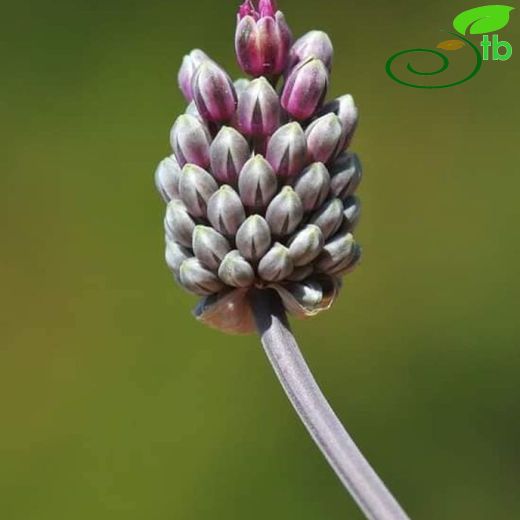 Allium curtum