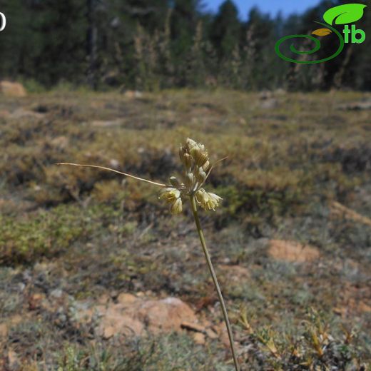 Allium pseudoflavum