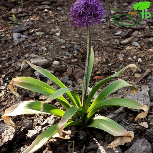 Allium cristophii