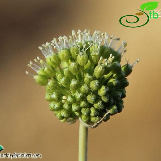 Allium dictyoprasum