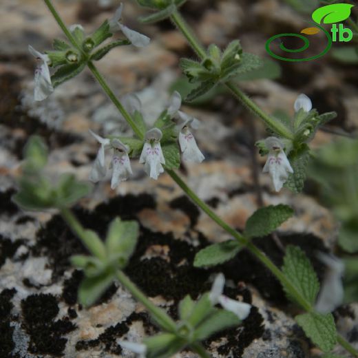 Stachys milasensis