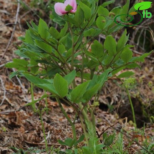 Paeonia kesrouanensis