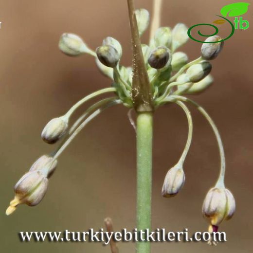 Allium turcicum