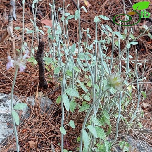 Lamiaceae-Ballıbabagiller