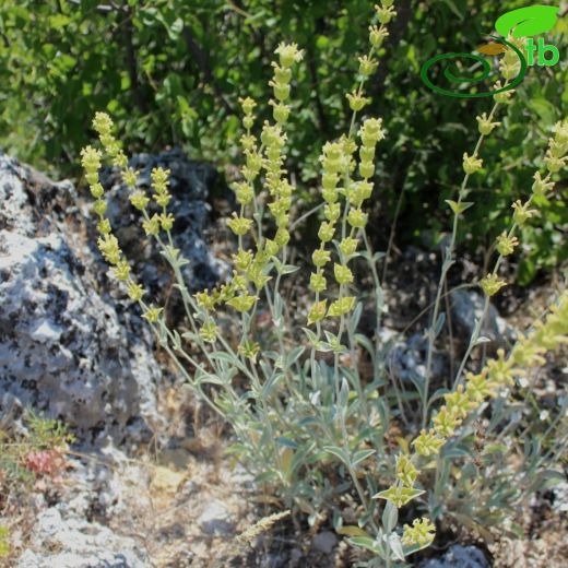 Sideritis niveotomentosa