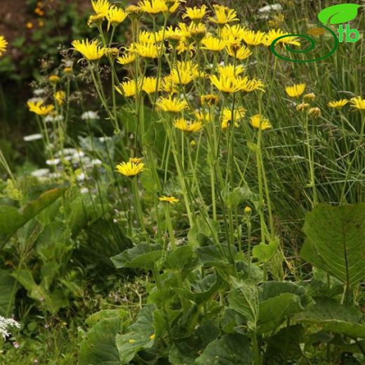 Doronicum macrolepis