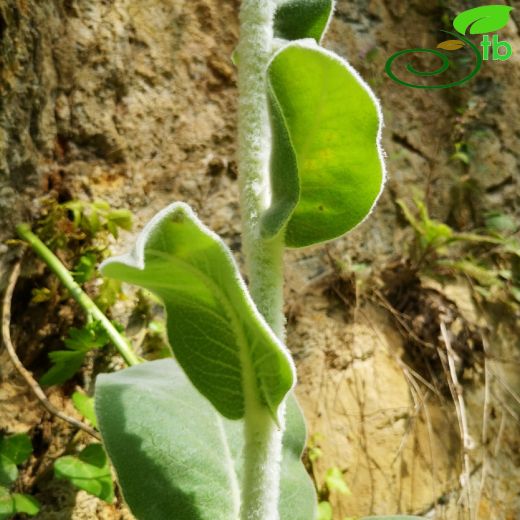 Verbascum-Sığırkuyruğu