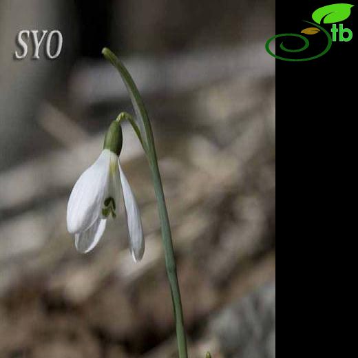 Galanthus koenenianus