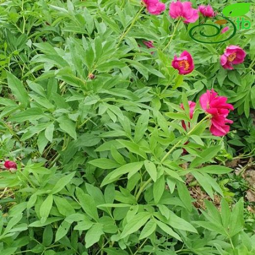 Paeonia-Ayıgülü