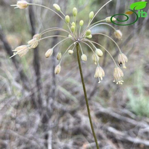 Allium deciduum