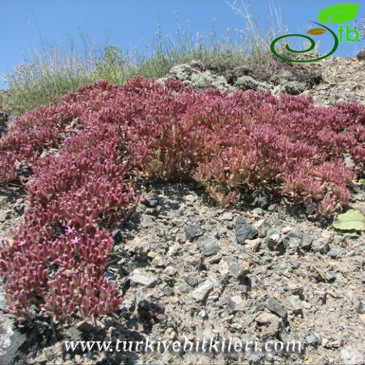 Saponaria prostrata