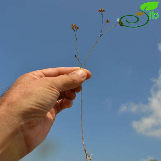 Linum corymbulosum