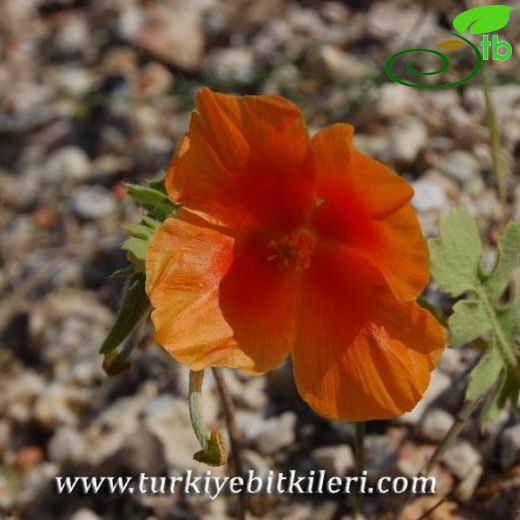 Glaucium grandiflorum