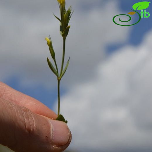 Centaurium maritimum