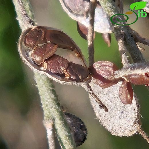 Brassicaceae-Turpgiller
