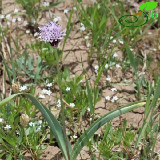 Allium efeae