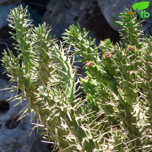 Austrocylindropuntia