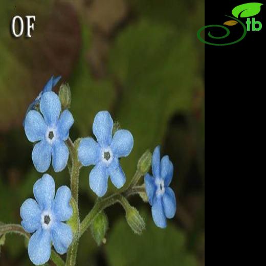 Brunnera-Göğcegözü