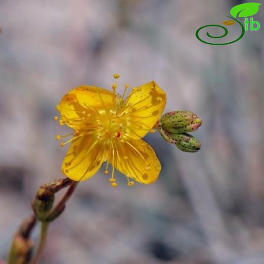 Hypericum salsugineum