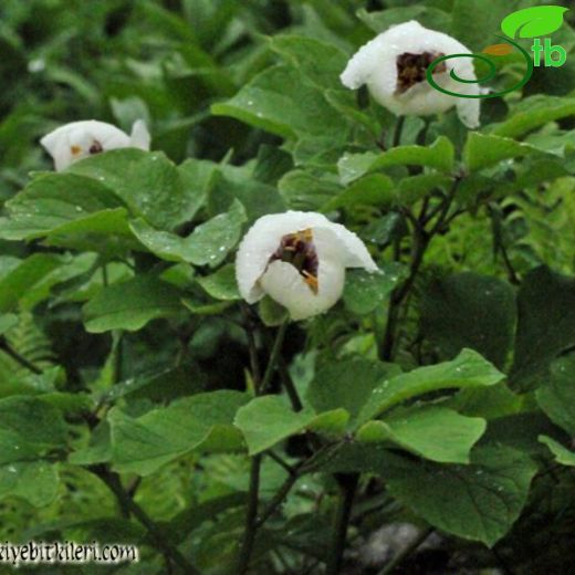 Paeonia daurica