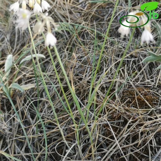 Allium rupestre