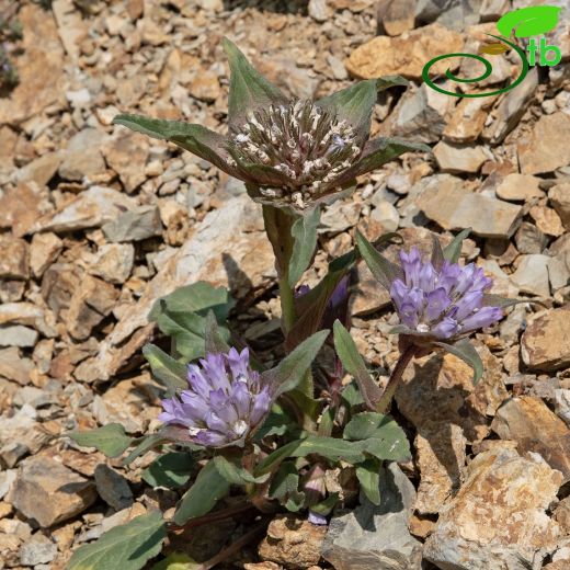 Campanulaceae-Çançiçeğigiller