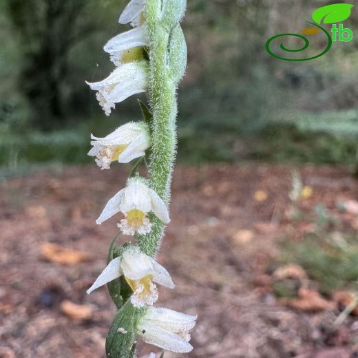 Spiranthes spiralis