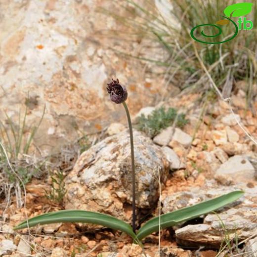 Allium sultanae-ismailii