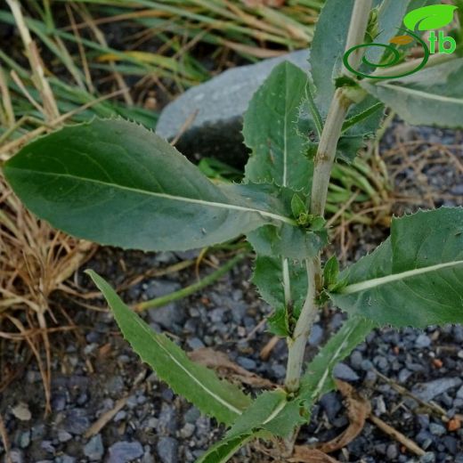 Cichorium endivia