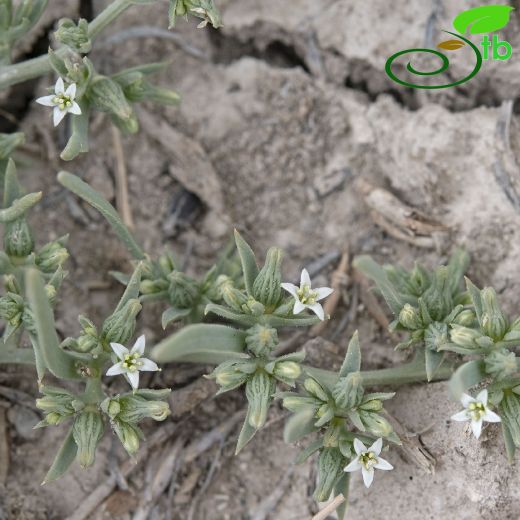 Santalaceae-Güvelekgiller