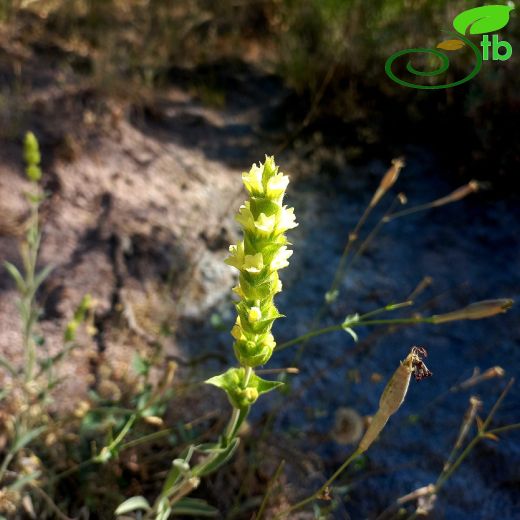 Sideritis galatica