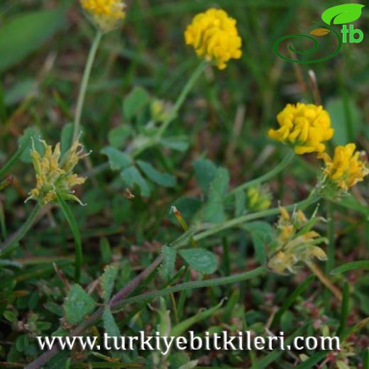 Medicago fischeriana