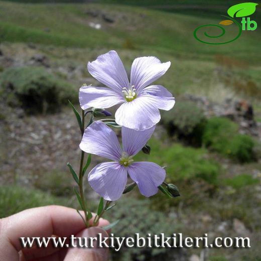 Linum austriacum