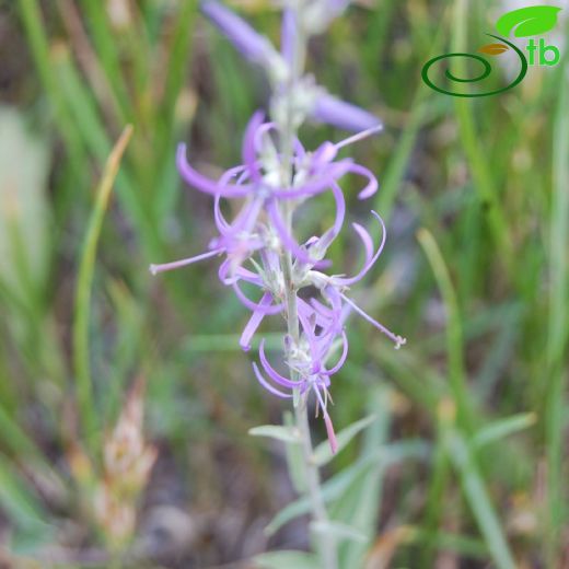 Campanulaceae-Çançiçeğigiller