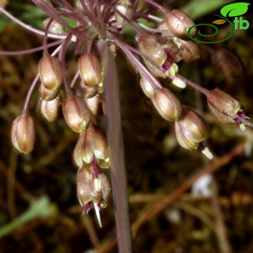 Allium stamineum