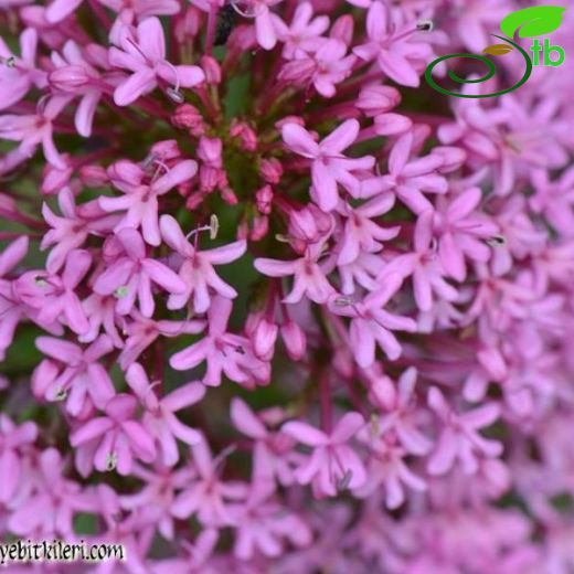 Centranthus ruber