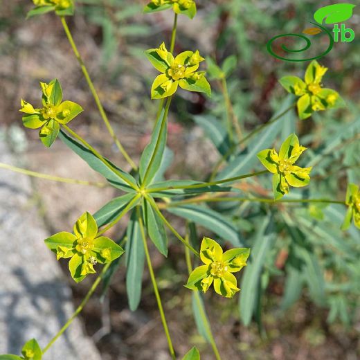 Euphorbia-Sütleğen