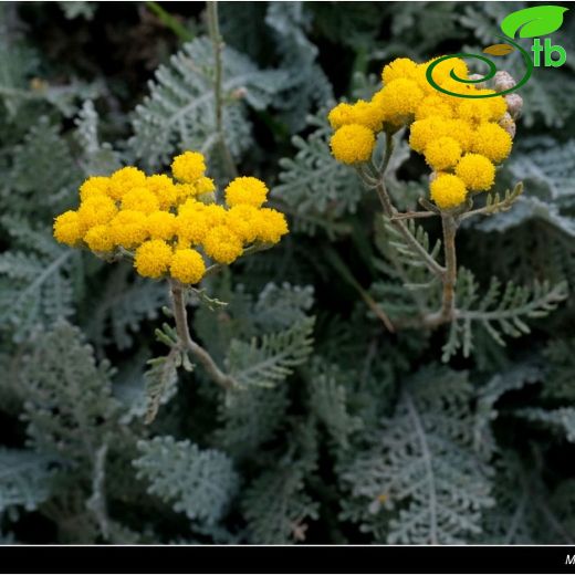 Asteraceae-Papatyagiller