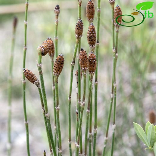Equisetaceae-Atkuyruğugiller