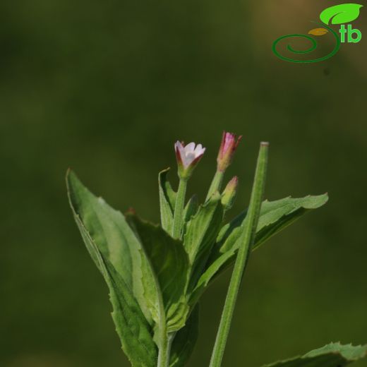 Epilobium-Yakıotu