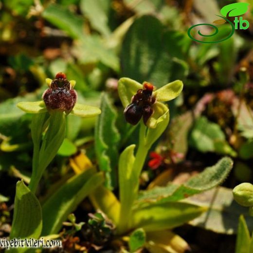 Ophrys bombyliflora