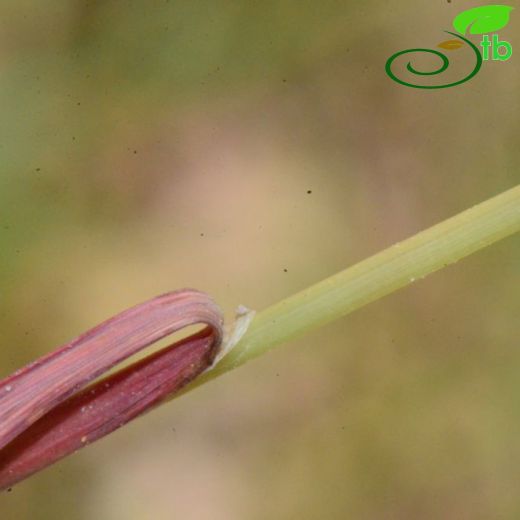 Melica uniflora