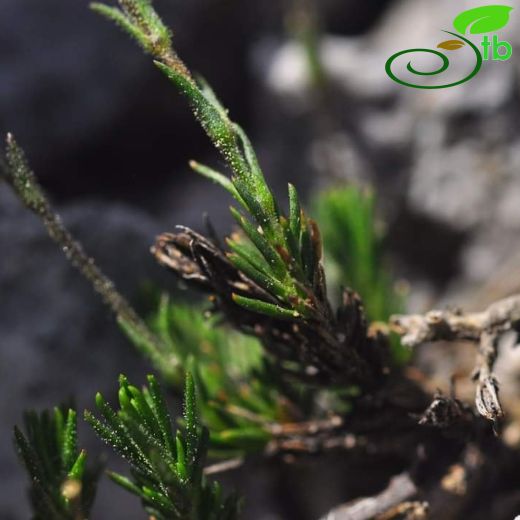 Sabulina umbellulifera