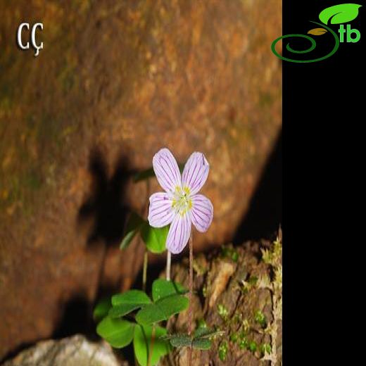 Oxalis acetosella