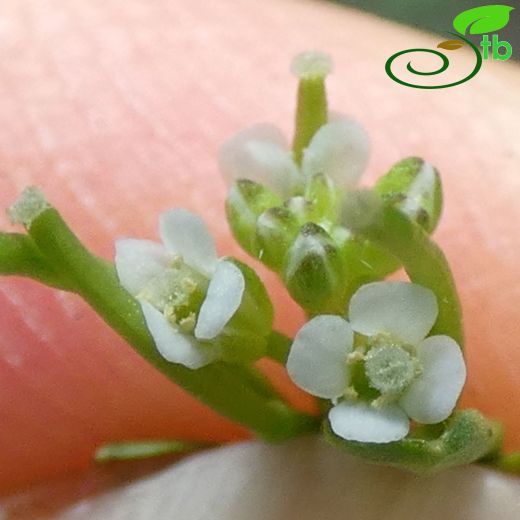 Cardamine occulta