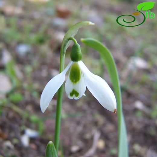 Galanthus gracilis