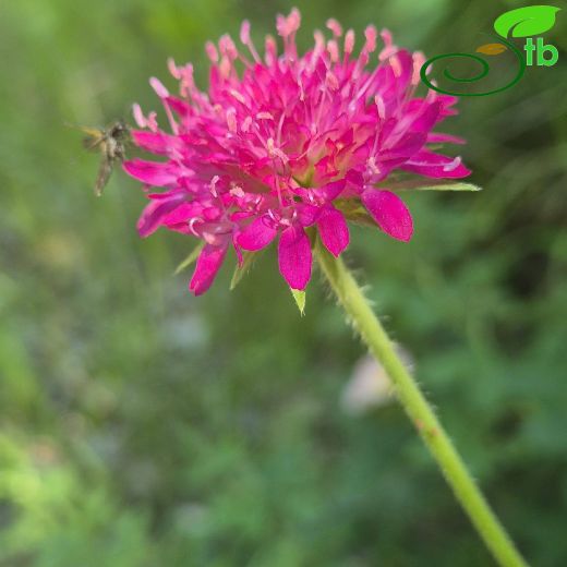 Knautia macedonica