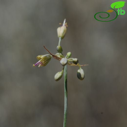 Allium flavum